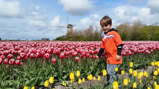 A boy wearing an orange t-shirt in a field with yellow and red tulips, under a blue sky with a windmill at the background