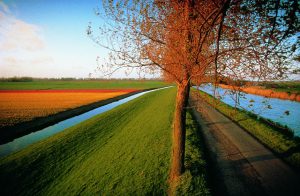 A tree near a path, two canals and flowerfields in bloom