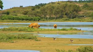 Three highland cows and some geese near a small lake in between dunes and trees