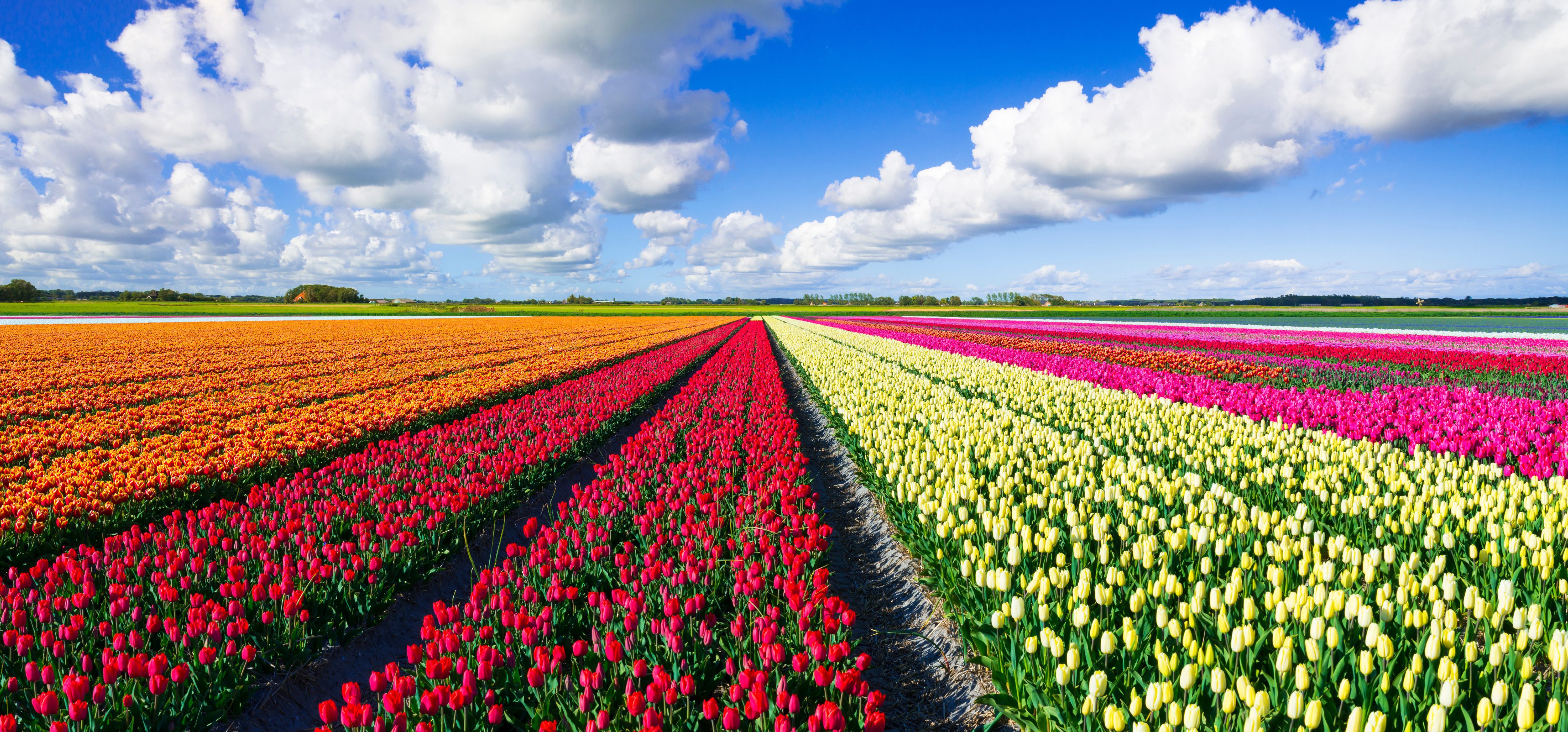 Multicolored tulip field under a nice clouded sky