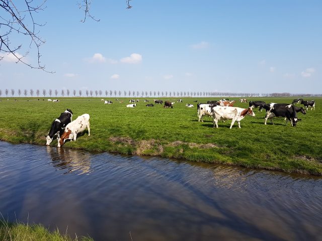 a group of cows in a green field of which two are drinking water from a canal