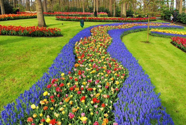 Rows of blooming flowers in different colours, in between grass and trees
