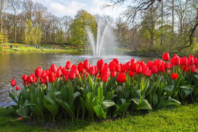 A row of red tulips in front of a pond with a fountain and trees