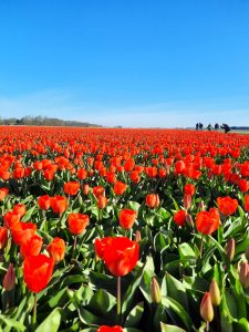 A red tulip field in bloom, with people taking prictures under a blue sky