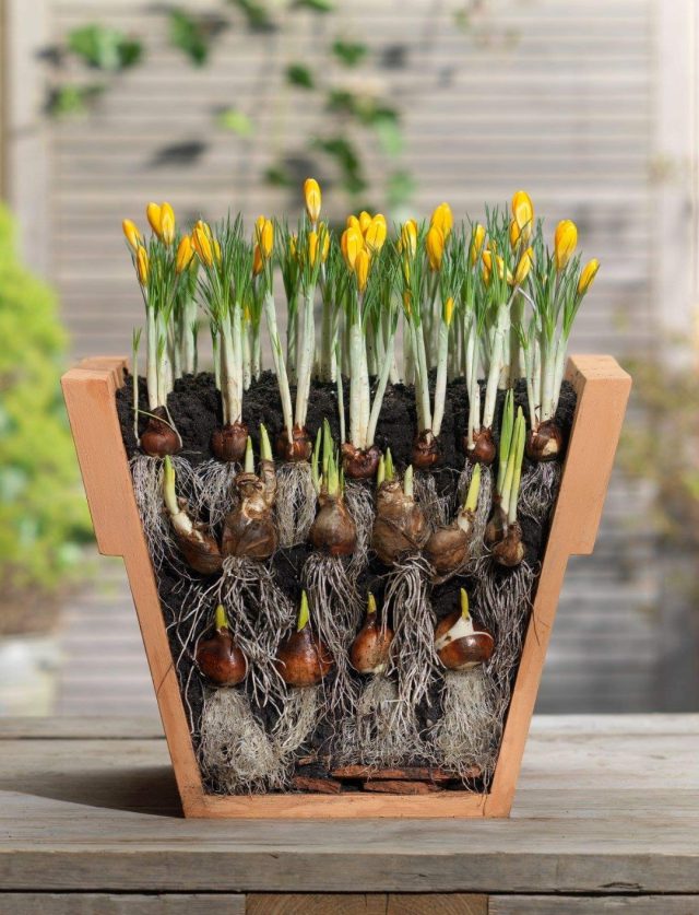 A flowerpot on a table, with layers of bulbs