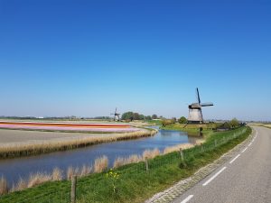 Flowerfields with two windmills near a road under a clear sky