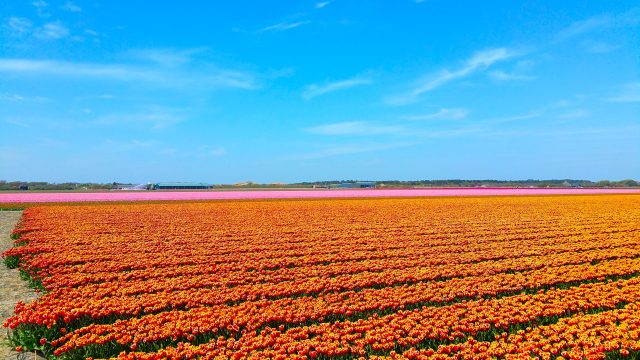 A field of orange flowers and purple flowers under a clear blue sky