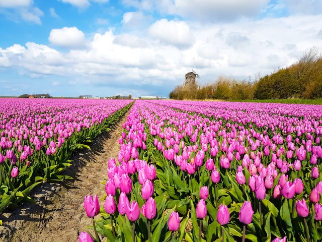 Purple tulip field with a windmill