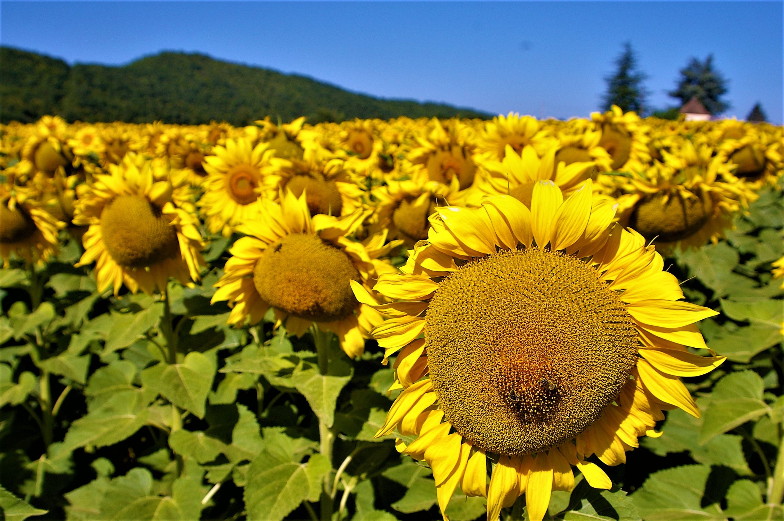 Field of sunflowers in bloom under a clear blue sky