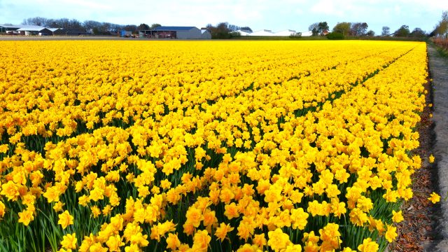 a field with yelow flowers in bloom with buildings at the background