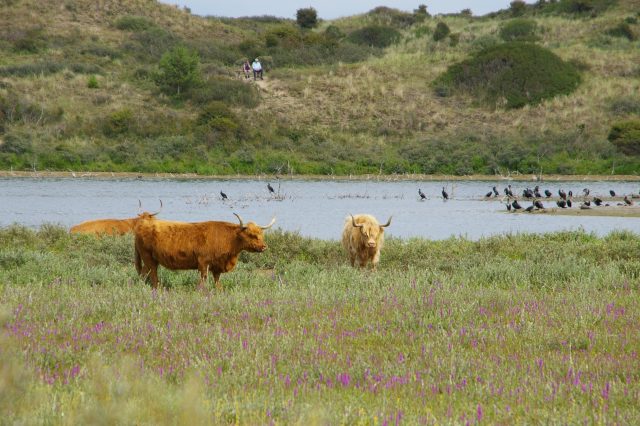 Birds and three highland cows near a lake in between grass and dunes