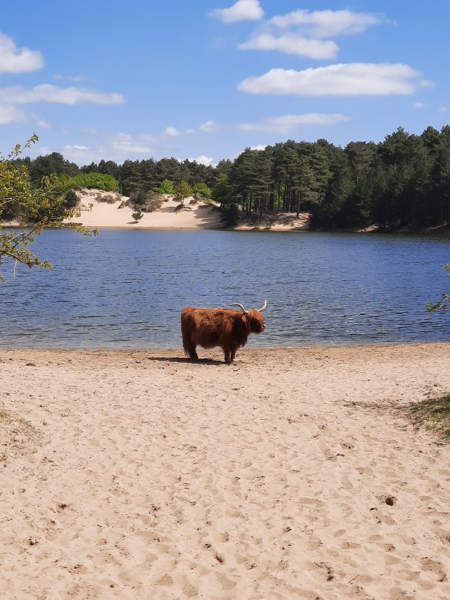 a Highland cow in front of a lake, in between trees and sand dunes