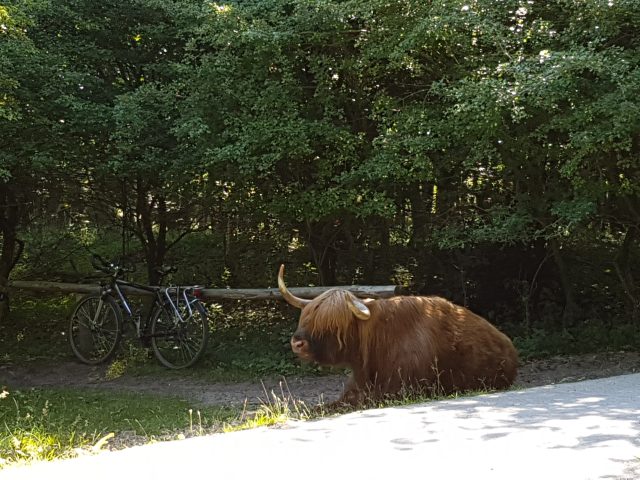 A big Scottish highland cow near a bicycle, next to a footpath in between trees