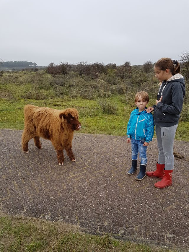 Two children and a young Scottish highland cow on a footpath in the dunes